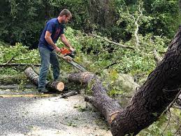 Best Tree Removal  in University Center, VA